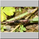 Ctenichneumon panzeri - Schupfwespe w02a 14mm - OS-Hasbergen Lehmhuegel-fdet02.jpg